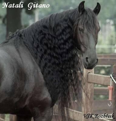 Natali Gitano